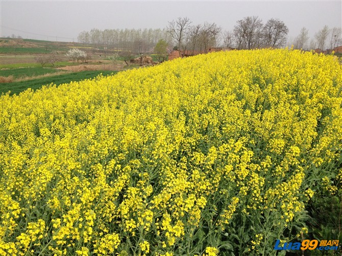 油菜花