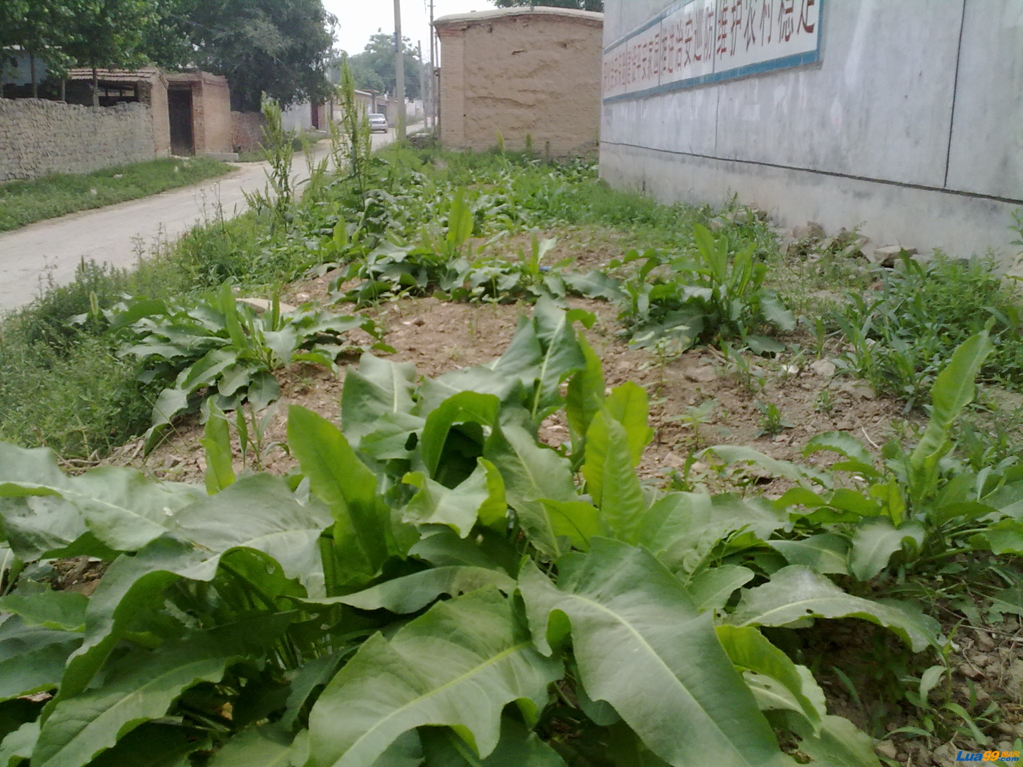 房屋后面的大青叶，清热利咽好药材