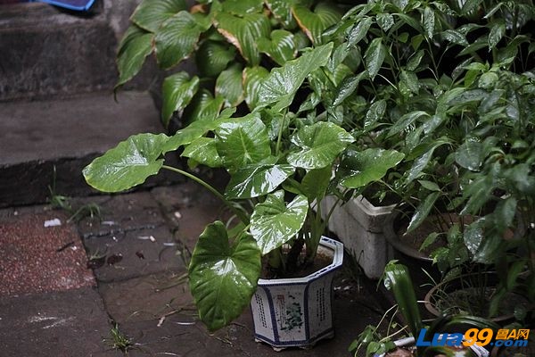 雨中的滴水观音