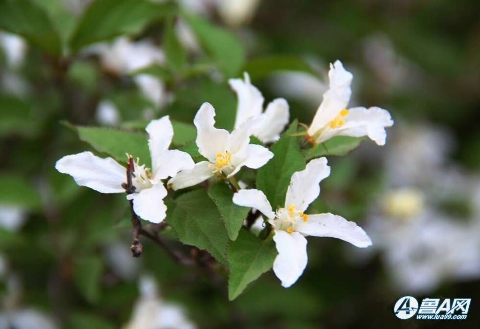 13山间野花1.jpg